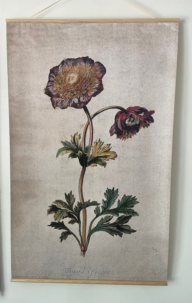 Canvas wall hanging - Anemone I Bizard d'Espagne