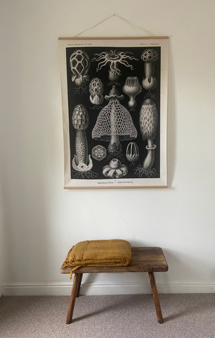 Basidiomycetes wall hanging