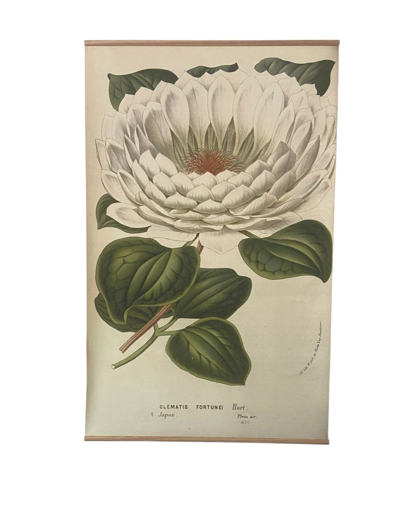 Canvas wall hanging - Clematis Fortunei