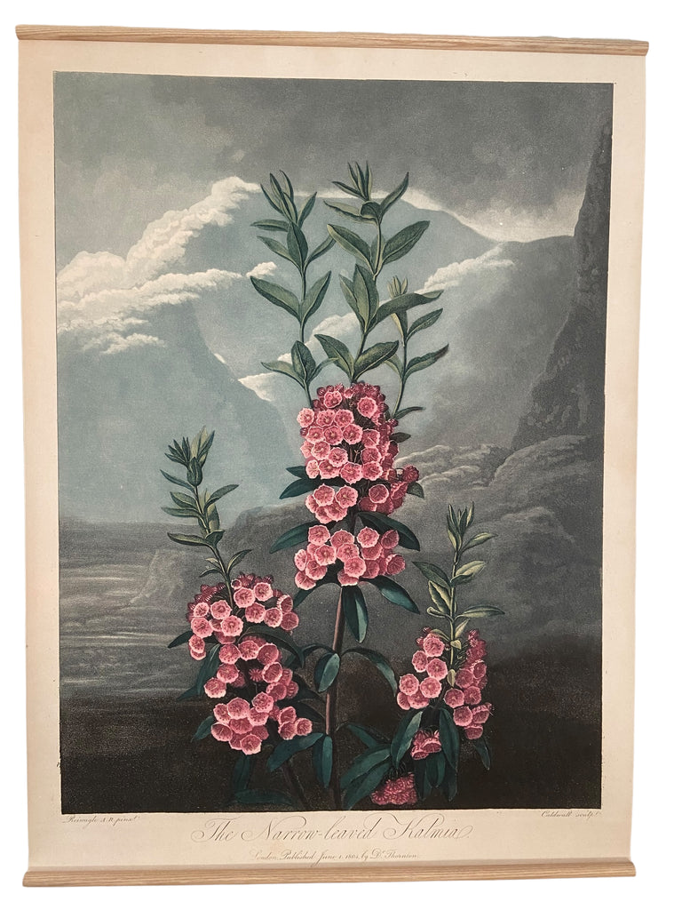 Canvas wall hanging - Kalmia