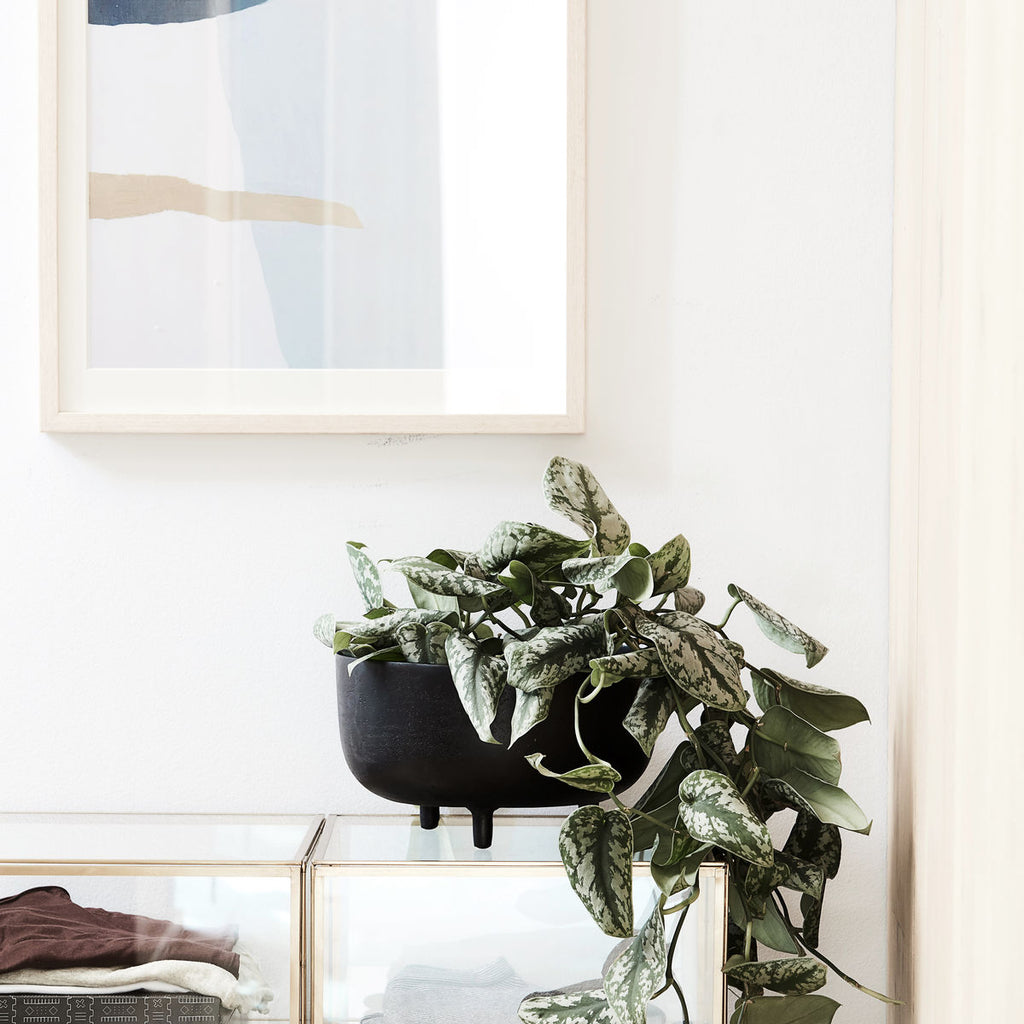 PLANTER, JELA, BLACK OXIDIZED