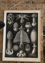 Basidiomycetes wall hanging