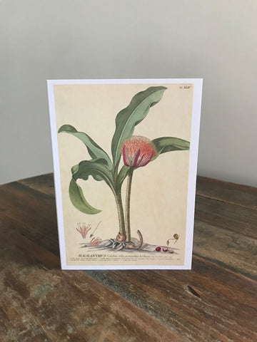 Card - Haemanthus