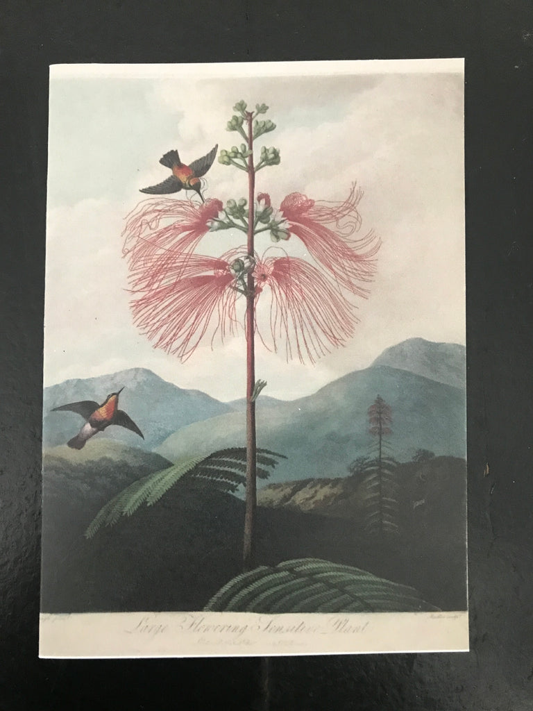Card - Flowering plant scene