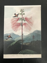 Card - Flowering plant scene