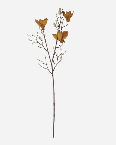 Flower, Mangnolia, brown